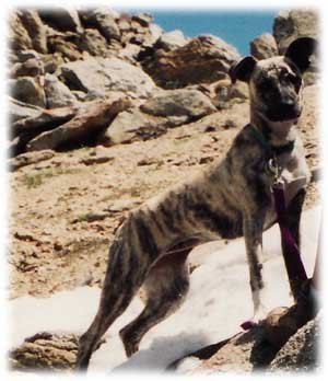 Cheyenne 7 months old, Jobs Peak