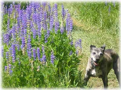 Da Last Picture Show