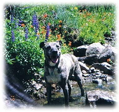 Meiss Meadows horseback ride with Becky